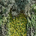 Living Plant Wall Featuring Colorful Purple Yellow Red Plants Vibrant Greenery And Decorative Outdoor Design