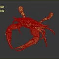 Vibrant Blue Green Crab With Red Tip Claws Detailed View