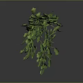 Lush Green Ivy Plant With Vibrant Leaves And Cascading Branches