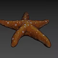 Orange Starfish With White Spots On Textured Surface And Gray Background