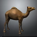 Isolated Detailed Brown Dromedary Camel Standing Full Body View On Neutral Background