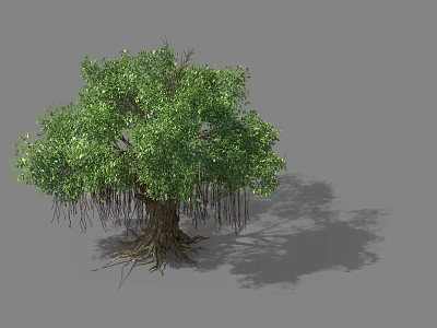 Tree With Lush Canopy Green Leaves Hanging Aerial Roots Thick Trunk And Exposed Roots 3d model