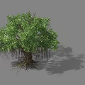 Tree With Lush Canopy Green Leaves Hanging Aerial Roots Thick Trunk And Exposed Roots