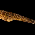 Yellow Brown Striped Moray Eel With Long Slender Body And Open Mouth