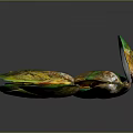Vibrant Colored Mussels With Open And Closed Shells On Dark Surface
