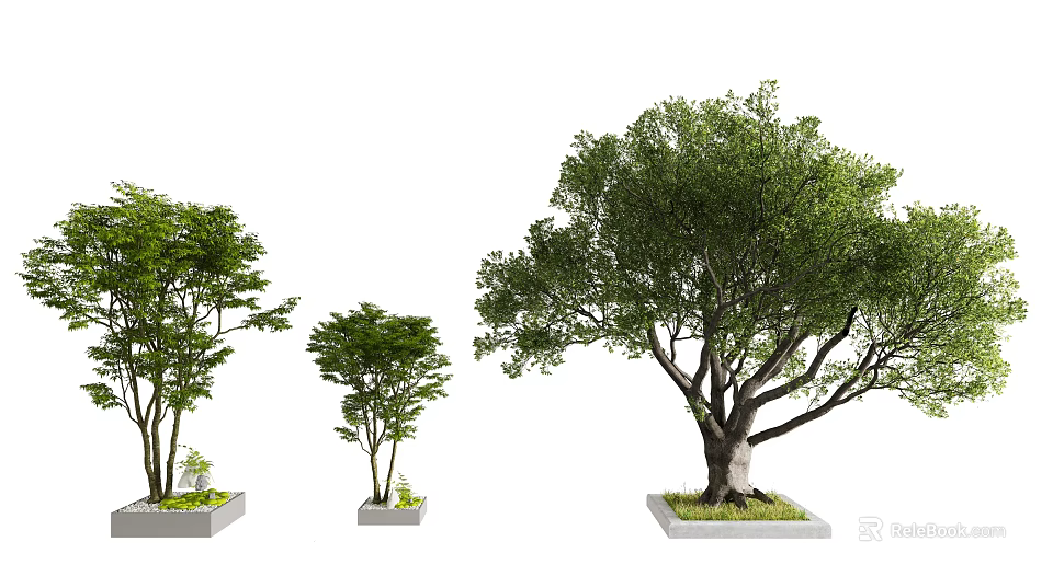 Arbor Trees of Various Sizes in Square Planters on White Background 3d model 