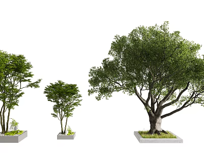 Arbor Trees of Various Sizes in Square Planters on White Background 3d model