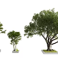 Arbor Trees of Various Sizes in Square Planters on White Background