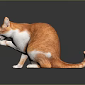 Orange and white cat sitting on shiny surface licking its paw in gray background
