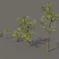 Green Arbor Trees of Various Sizes Display Lush Foliage in Outdoor Landscape