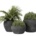 Bonsai Potted Plants With Textured Black Pots And Green Foliage For Indoor Decor