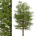 Modern Landscape Trees Poplar Maple Pine Trees Big Trees Tropical Trees 3d model