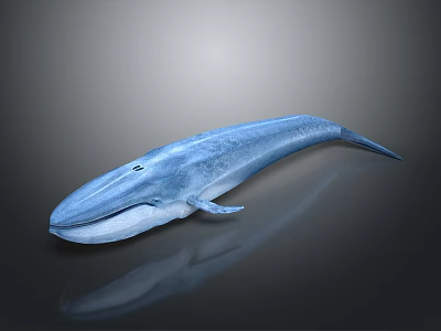 Realistic 3D Rendered Blue Whale with Sleek Body on Dark Background and Reflection 3d model
