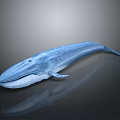 Realistic 3D Rendered Blue Whale with Sleek Body on Dark Background and Reflection