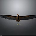 Eagle with spread wings brown body black wings yellow claws on dark reflective gray background