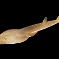 Light Brown Ray Fish With Flat Body And Long Tail Against Black Background 3d model
