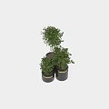 Elegant Modern Garden Decor With Black Planters Gold Accents And Lush Green Foliage Plants