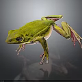 Yellow Frog With Bright Body Color And Pinkish Limbs Standing On Dark Surface