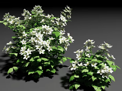 Healthy Lush Green Leafy Shrubs With White Flowers In Full Bloom 3d model