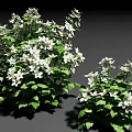 Healthy Lush Green Leafy Shrubs With White Flowers In Full Bloom