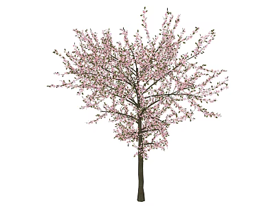 Flowering Tree In Full Bloom With Pink Blossoms And Spreading Branches 3d model