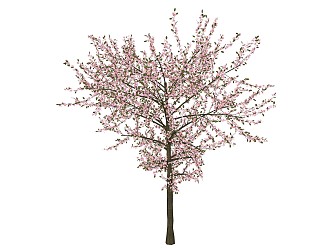 Modern Flower Tree Sea Flower Tree 3d model