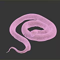 Brown Coiled Reptile Snake With Scaled Skin On Dark Background