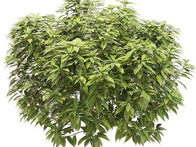Lush Green Shrub With Dense Foliage And Vibrant Leaves In Round Shape 3d model