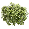 Lush Green Shrub With Dense Foliage And Vibrant Leaves In Round Shape