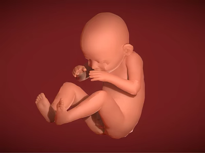 Fetus in Curled Position With Hand Near Mouth on Red Background 3d model