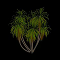 Tropical Ornamental Trees With Long Green Leaves And Multiple Slender Trunks