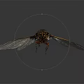 Flying Cicada With Transparent Wings Yellow Edges Dark Body Gray Background