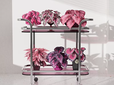 Vibrant Potted Plants with Pink Purple Leaves on Two Tiered Metal Trolley and Sunlight Shadows 3d model