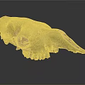 Detailed Animal Skull Organ Anatomy Displaying Orbital Cavity And Dental Structure
