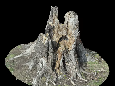 Old Weathered Tree Stump With Exposed Roots And Natural Wood Texture 3d model