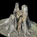 Old Weathered Tree Stump With Exposed Roots And Natural Wood Texture