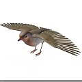 Small Bird With Spread Wings Orange Chest And Gray Wings On White Background