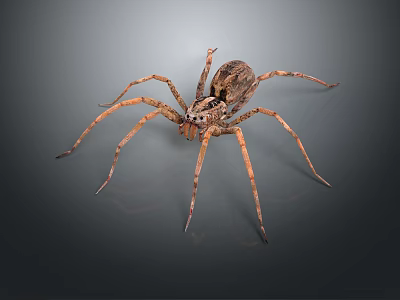 Close Up View Of Spider With Long Thin Legs And Patterned Body On Gray Background 3d model