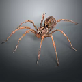 Close Up View Of Spider With Long Thin Legs And Patterned Body On Gray Background