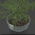 Bonsai Potted Plant in Silver Metal Pot with Green Lush Foliage on Dark Surface