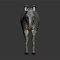 Black And White Striped Zebra Standing With Reflection On Dark Surface 3d model