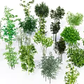 Various Types Of Green Bamboo Plants With Lush Foliage And Different Heights
