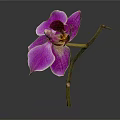 Stunning Single Purple Orchid in Glass Vase with Green Stem Yellow Center and Dark Background