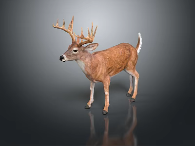 3D Deer Model with Brown Body White Tail Large Antlers on Dark Background with Reflection 3d model