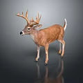 3D Deer Model with Brown Body White Tail Large Antlers on Dark Background with Reflection 3d model