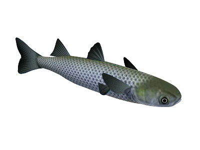 Aquatic Animal Fish With Silver Scales Black Fins And Streamlined Body 3d model