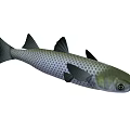 Aquatic Animal Fish With Silver Scales Black Fins And Streamlined Body