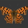 Orange Butterfly With Black Spots And Irregular Wing Edges On Gray Background With Reflection 3d model