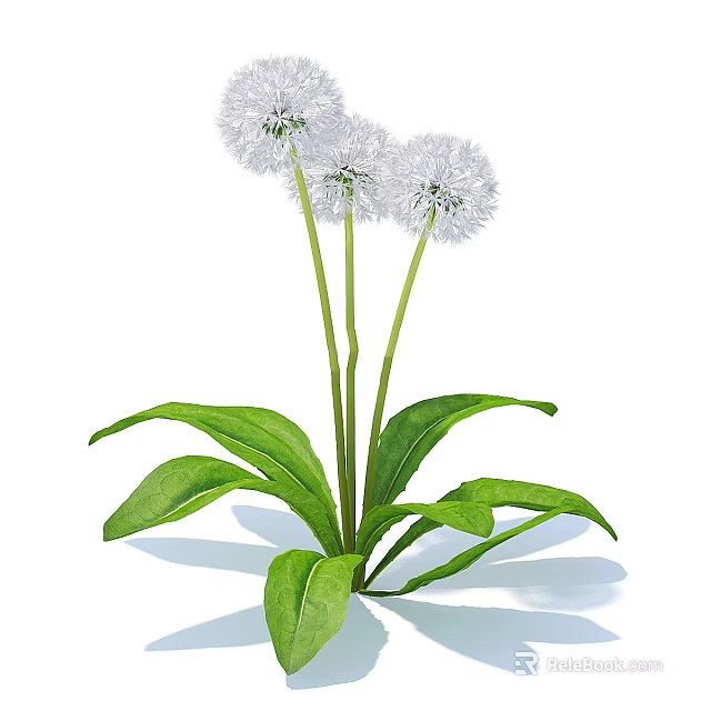 Fresh Dandelion Plant with White Fluffy Flowers and Green Stems Leaves 3d model 