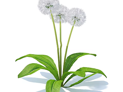 Fresh Dandelion Plant with White Fluffy Flowers and Green Stems Leaves 3d model